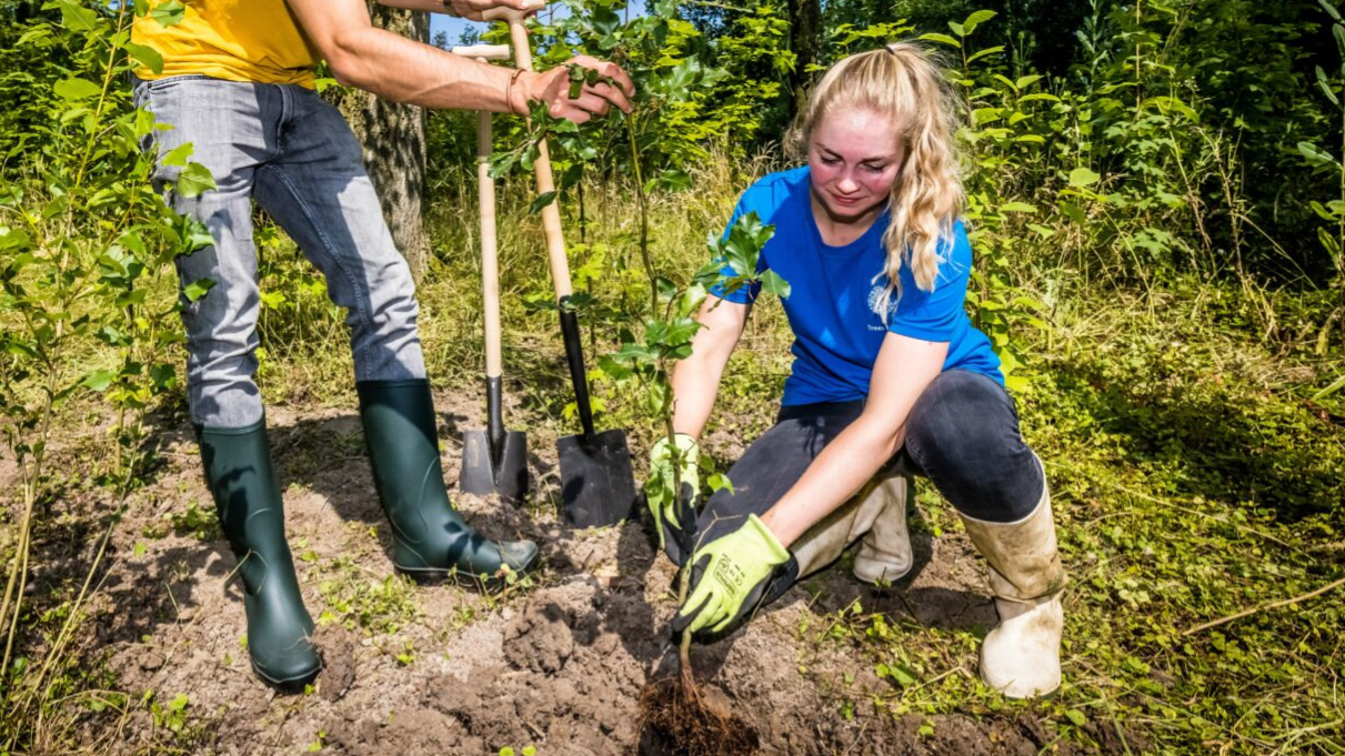 Boom planten